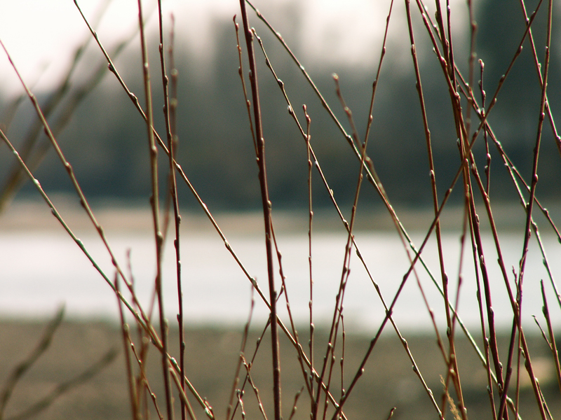 Китой, берег, пришла весна