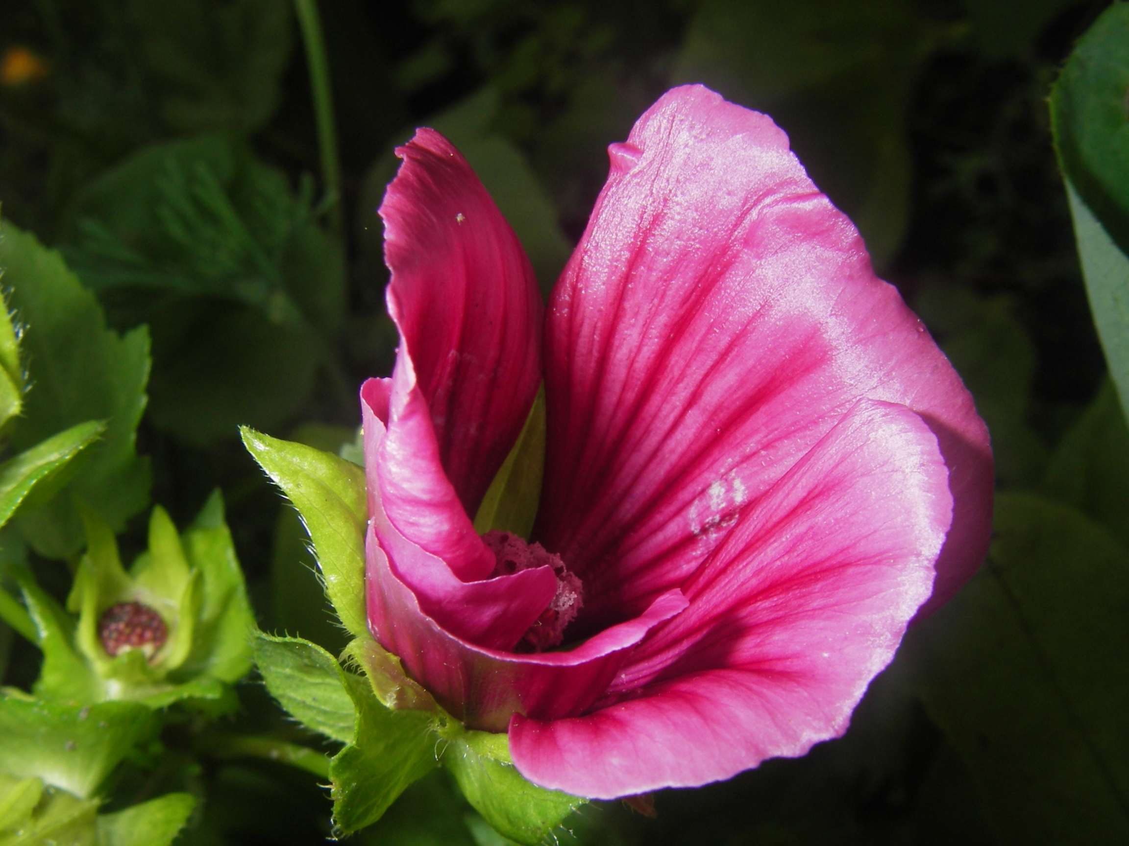 Тайна открыта