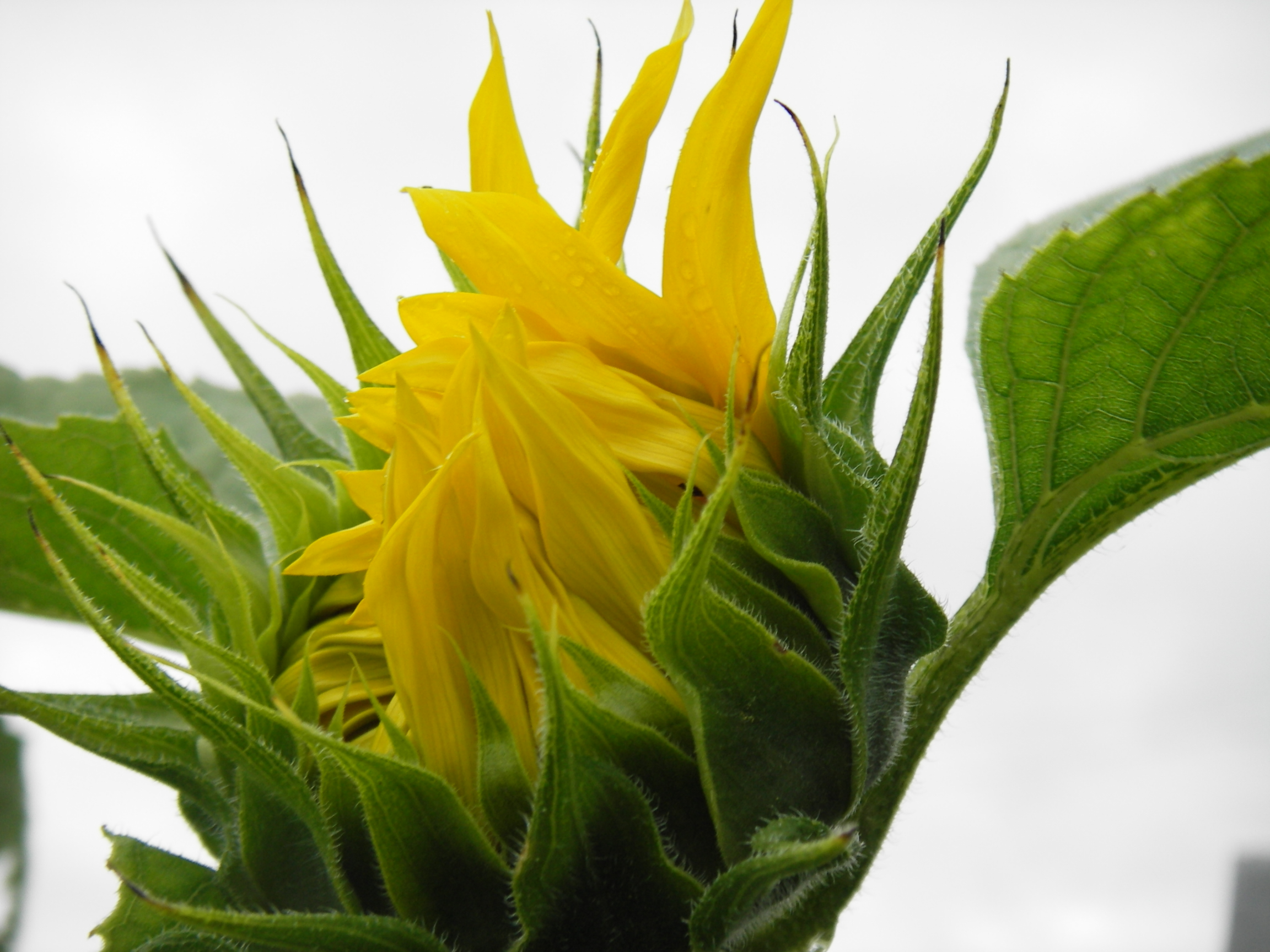 Подсолнухи!