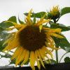 Подсолнухи!