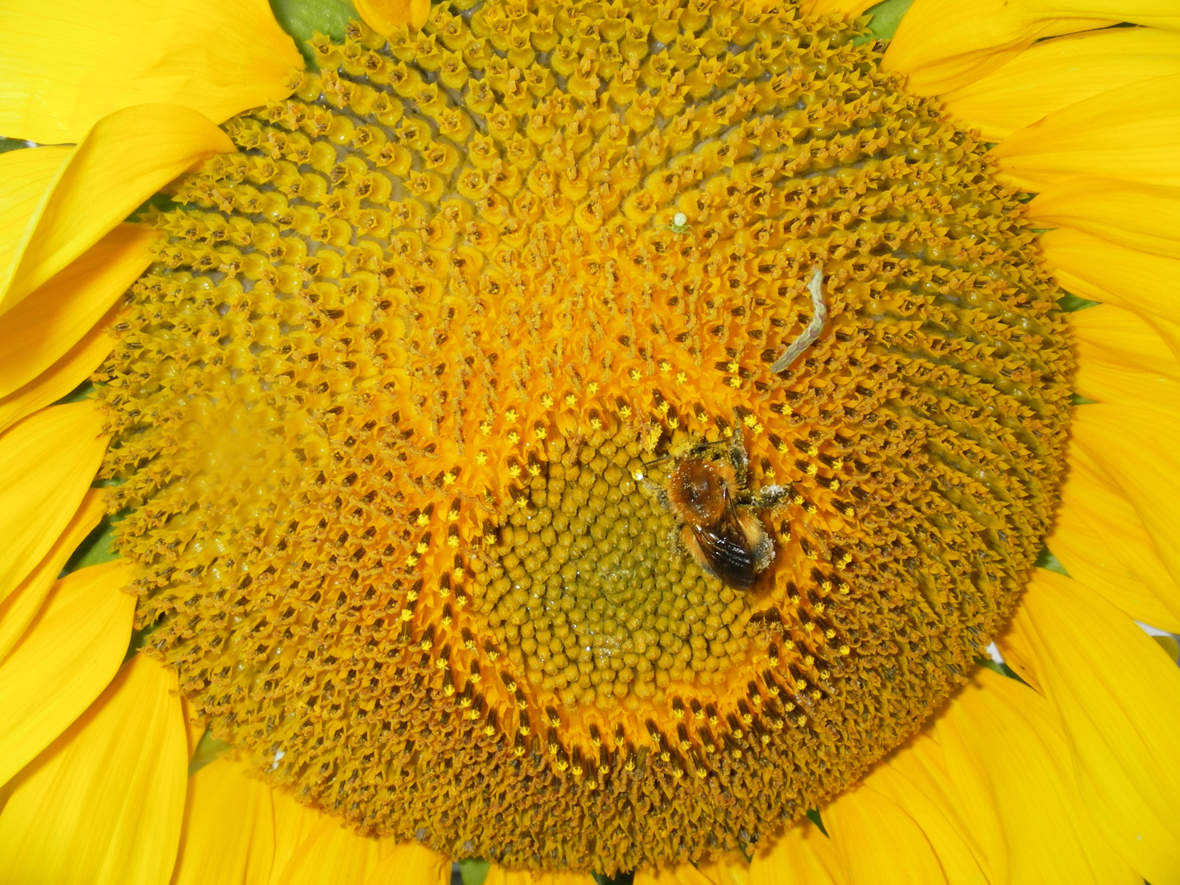 Подсолнухи!