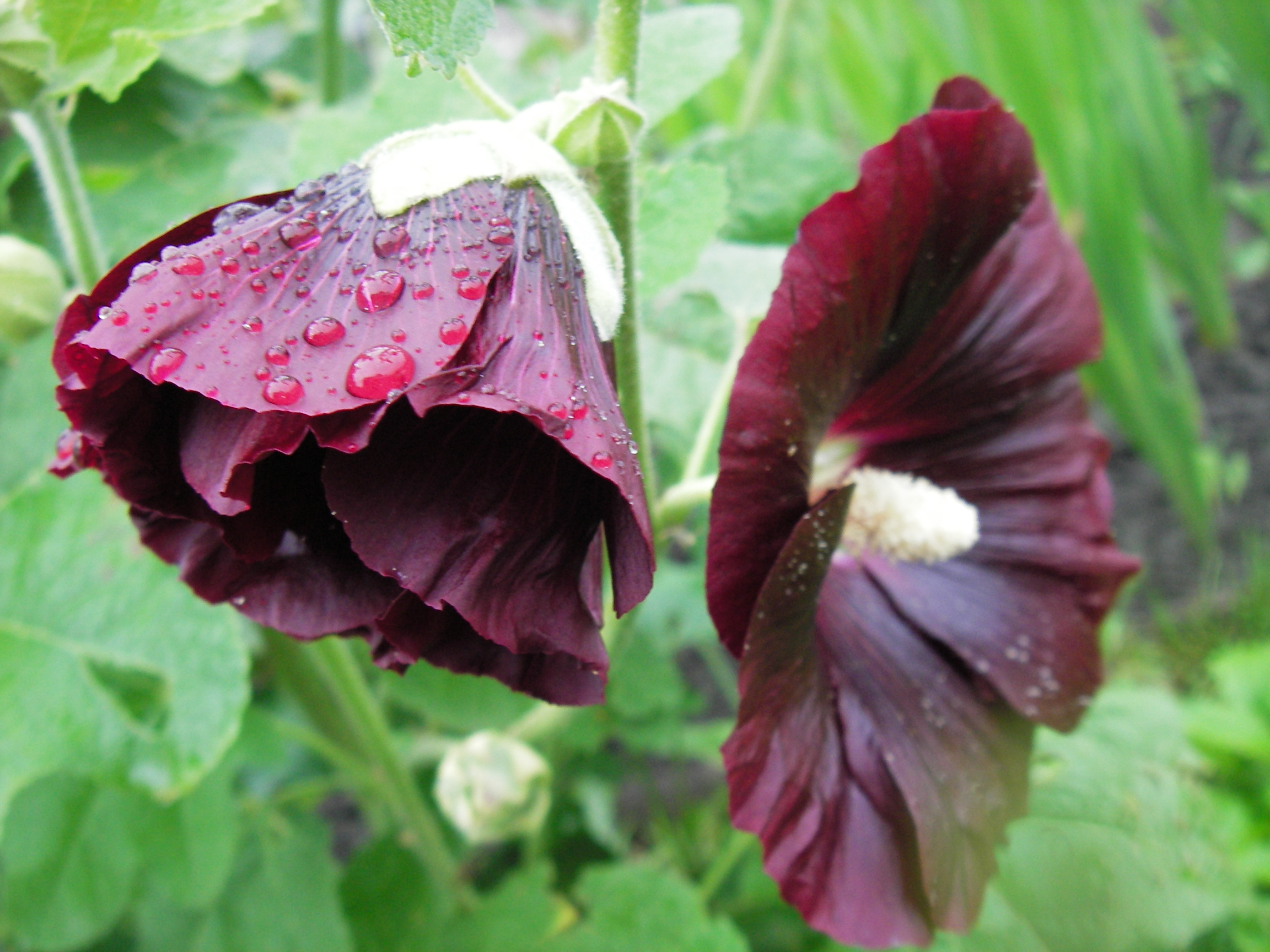 Шток-роза после дождя