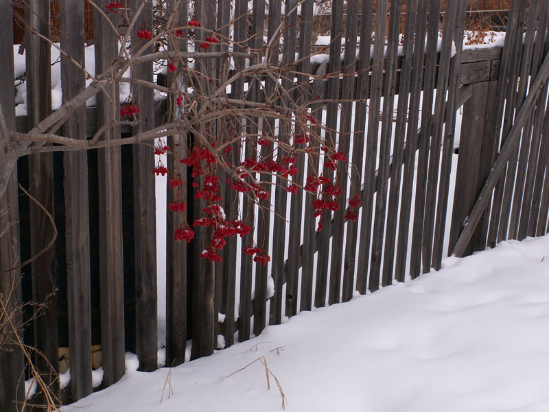 Зимняя ягода, рябина