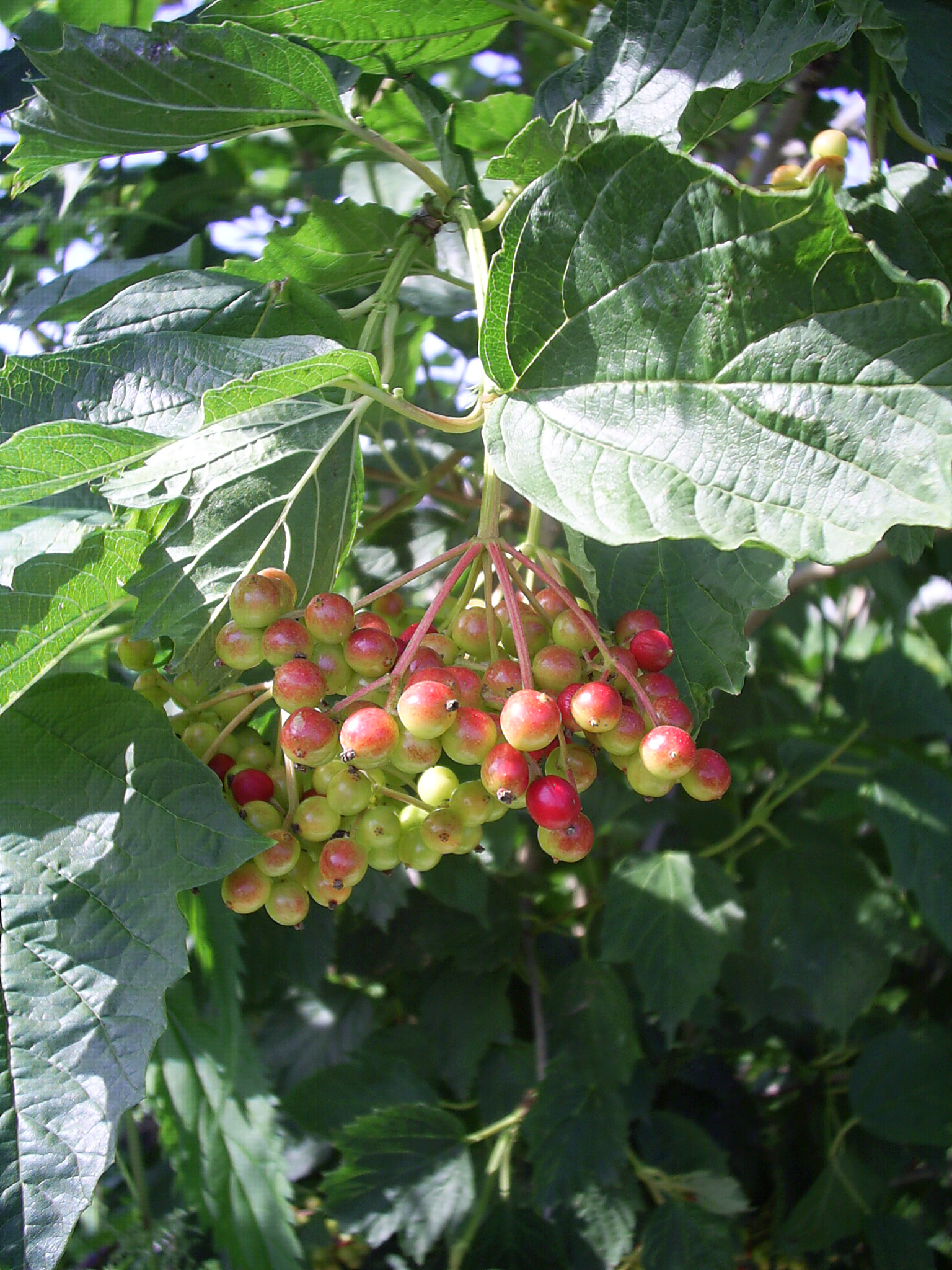 зреюсчая калина, коия являицца важным ингридиентом для пользительных настоек на аснове вотки