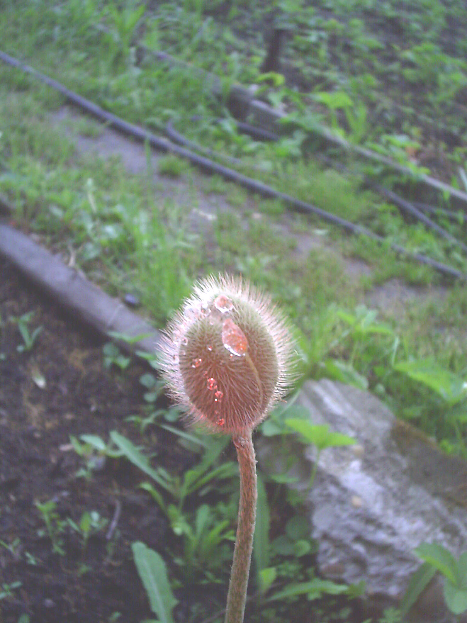 В росе отразился закат