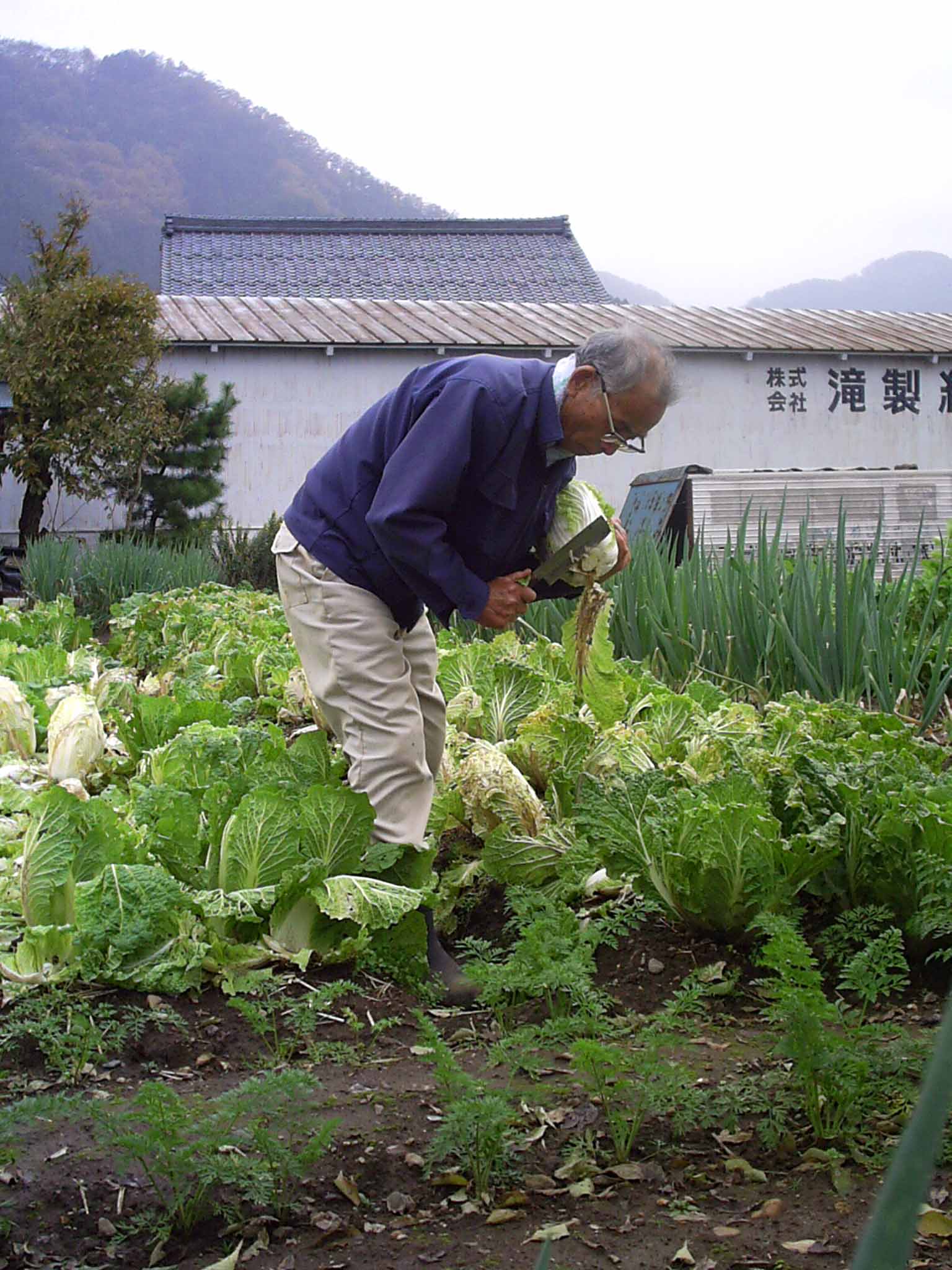 Японский садист, старый и опытный, рубит капусту
