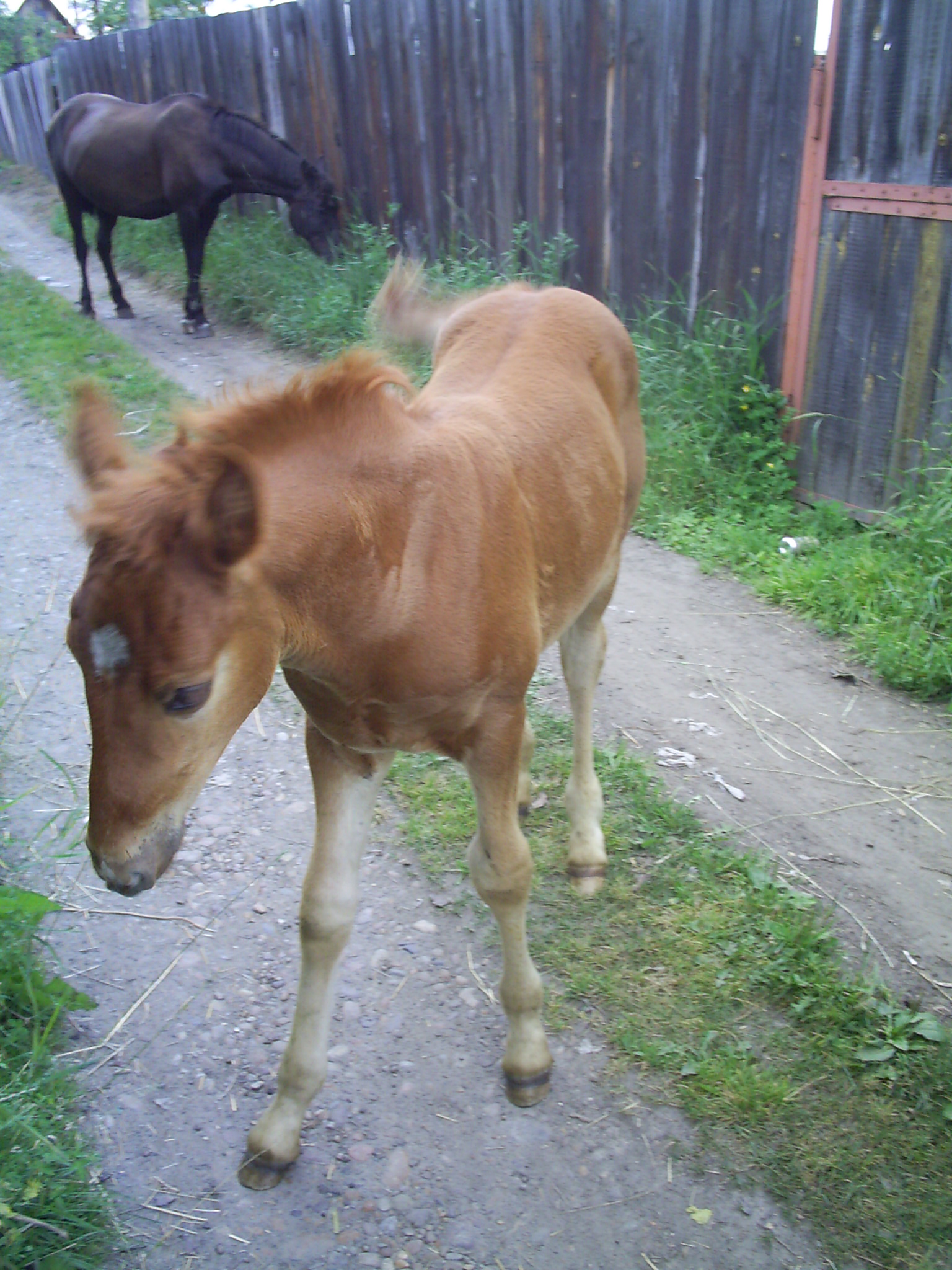Жеребенок, коий позируит Издевателю