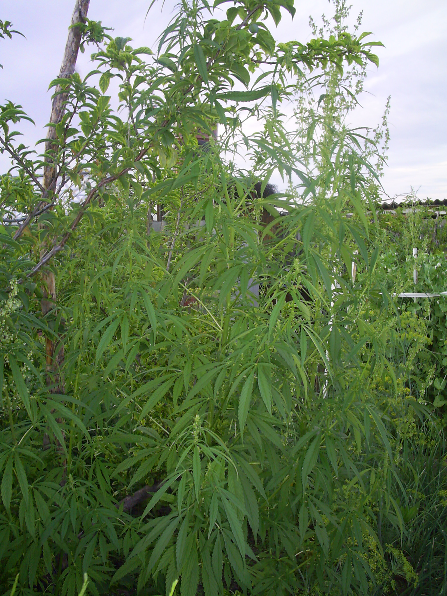 Конопля, коия атпугиваит вредителей от сливы Издевателя