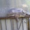 Сударыня, позвольте на ваш балкончик ?