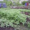 Буйно колосится конопля