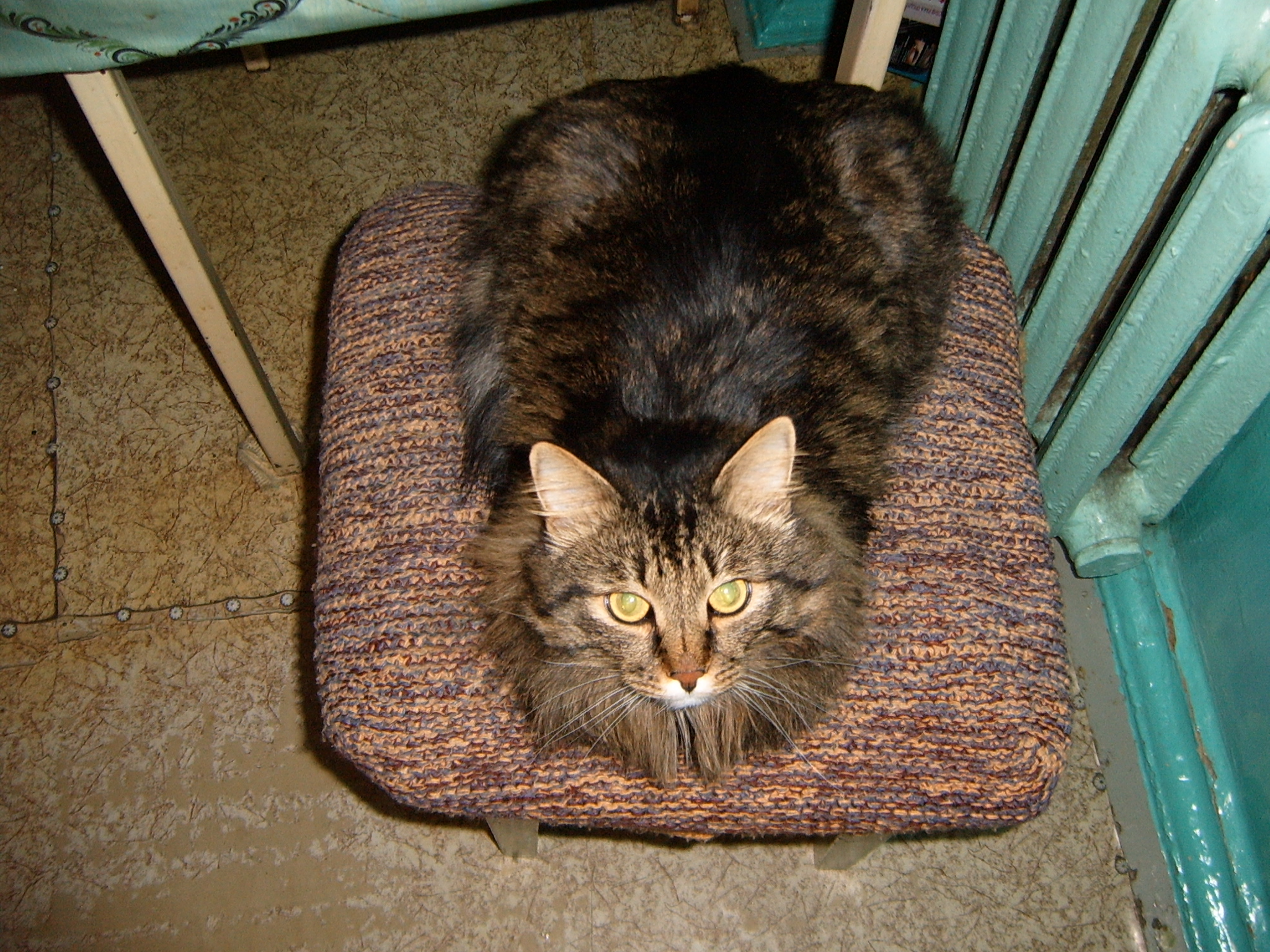 Погладь кота