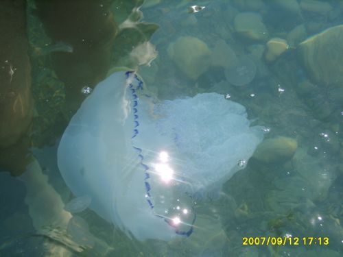 мидузы в чорном море.