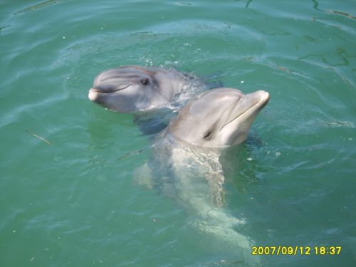 дельфинарий в Анапе