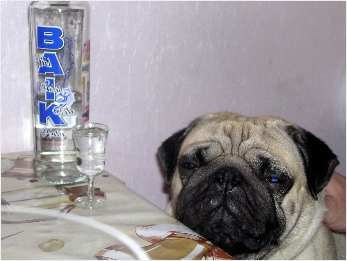 устал  пить...