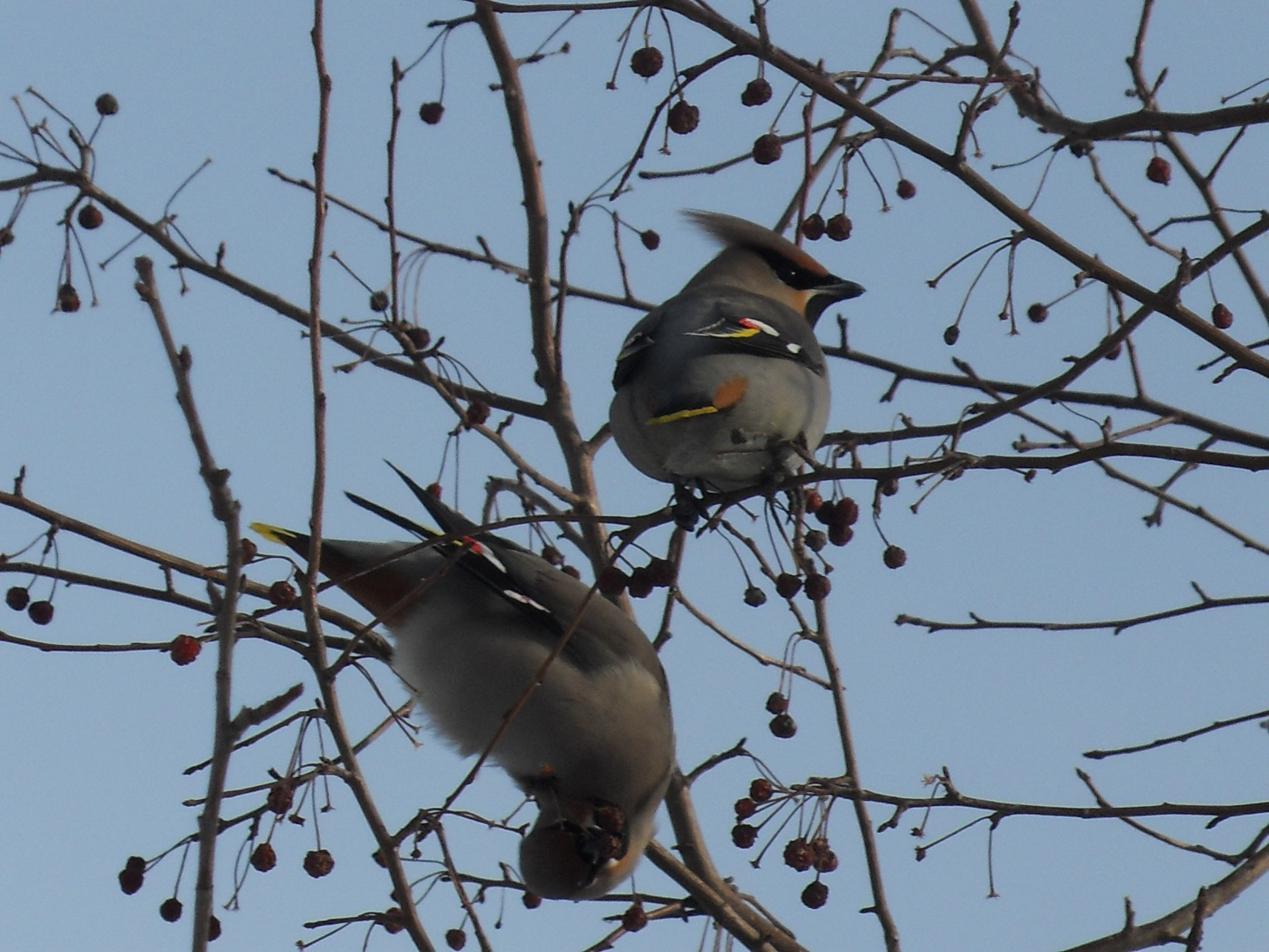 Свиристели возле Музея Победы