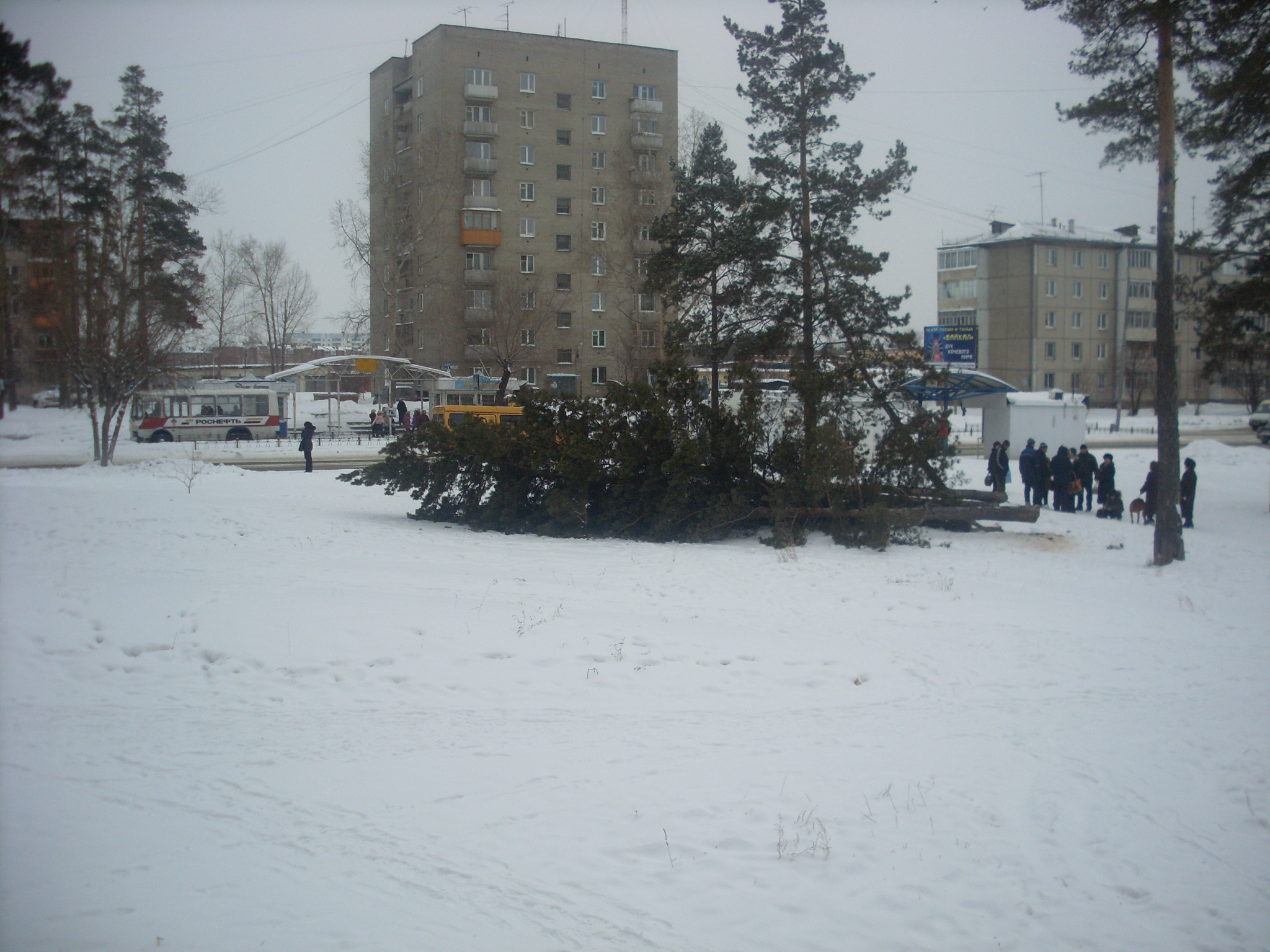 Рубят сосны в 95 кв-ле (1)