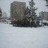 Рубят сосны в 95 кв-ле (1)