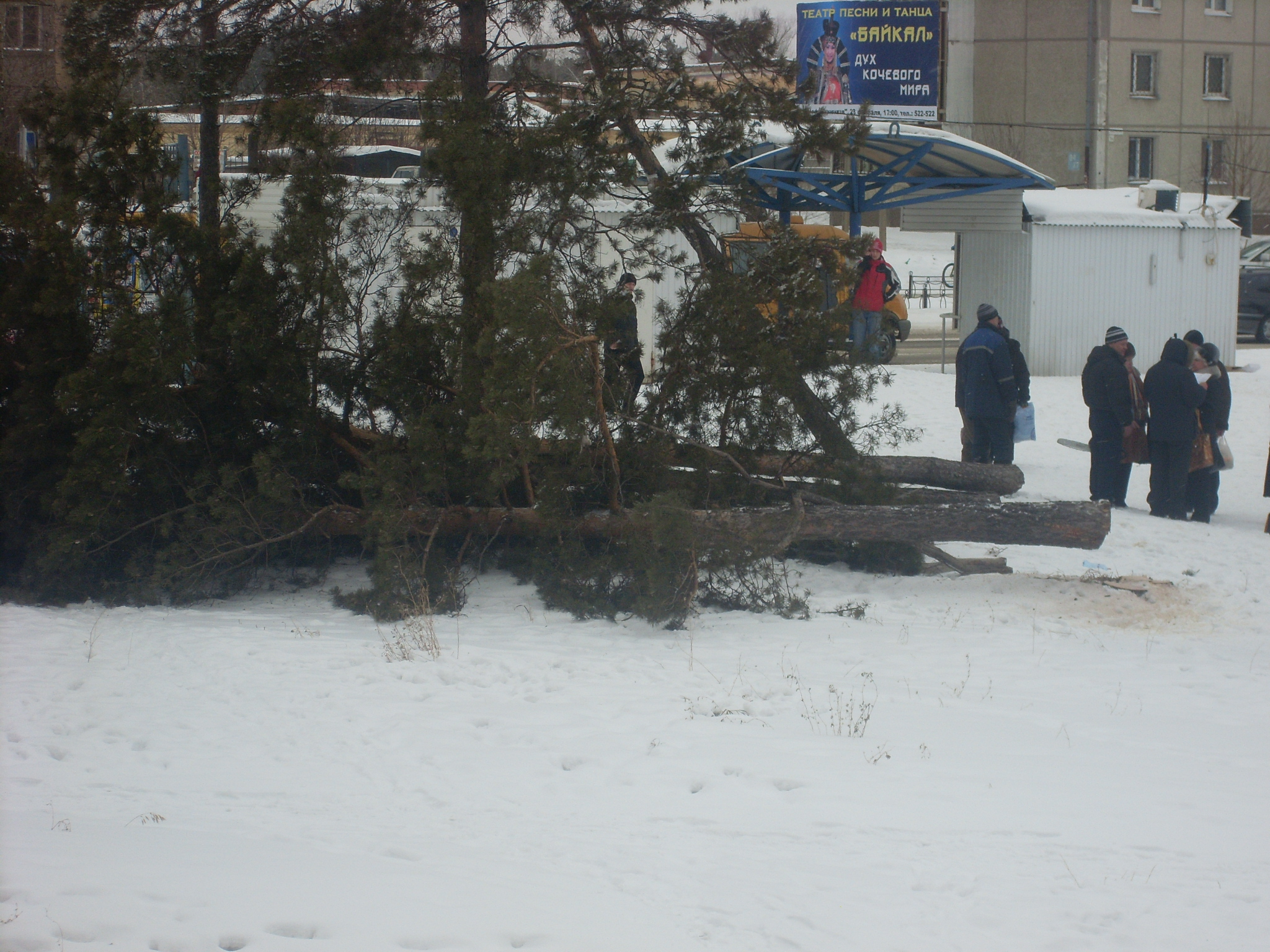 Рубят сосны в 95 кв-ле (2)