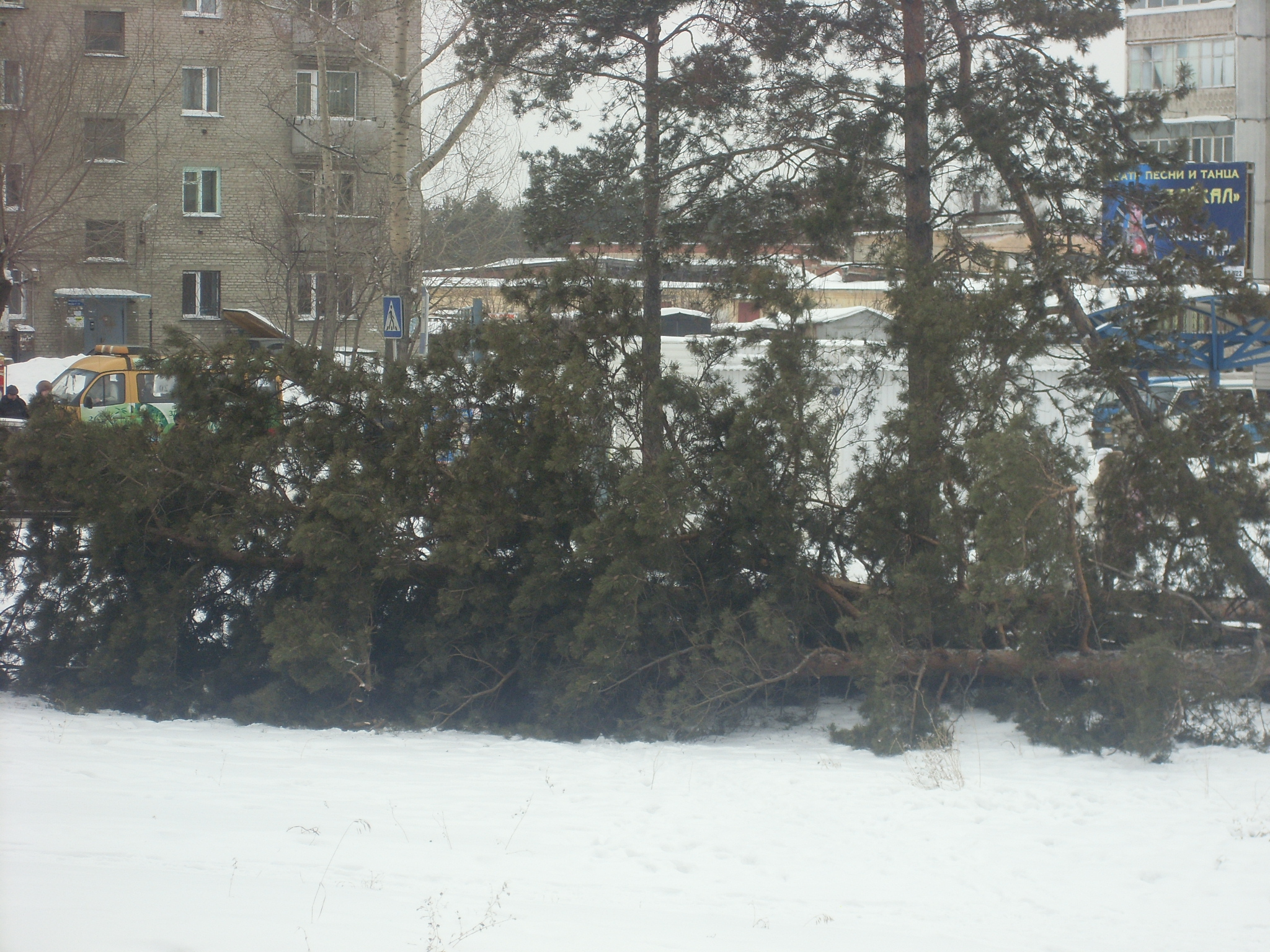 Рубят сосны в 95 кв-ле (3)