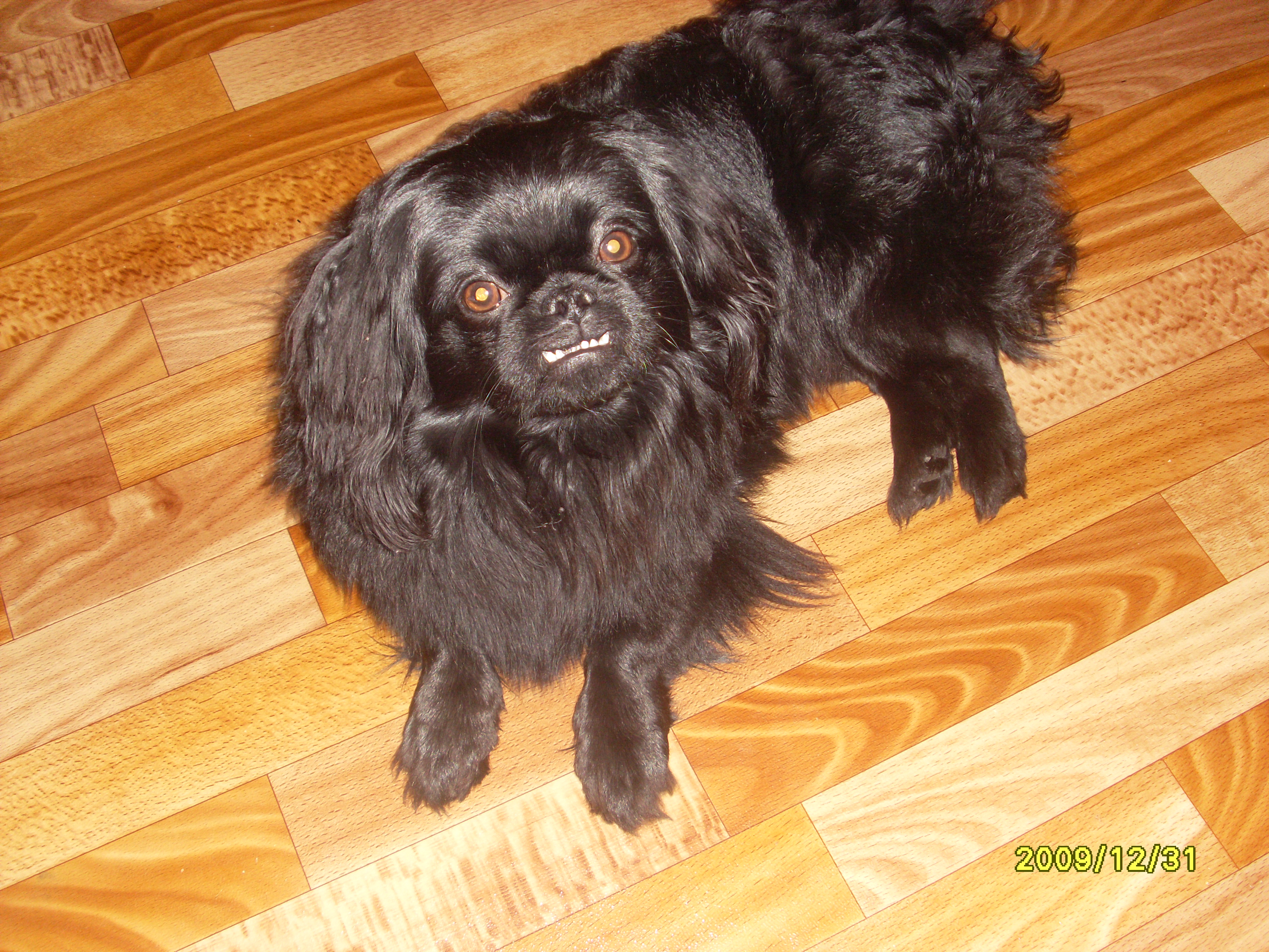 это я, Максим! Я уже вырос!!!!!!!!