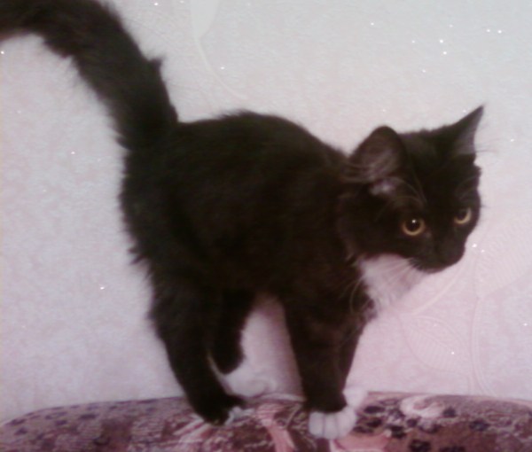 Эта кошечка ждет своих новых хозяев!!!