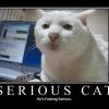 SeriousCat