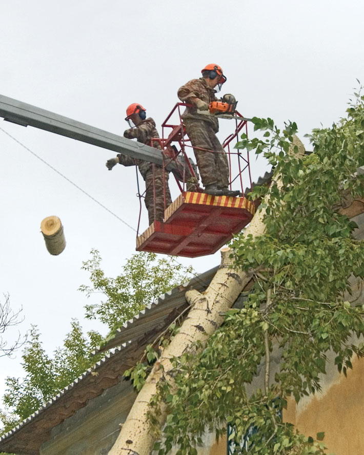 Чтобы убрать такое дерево, нужно 7 рабочих и 5 единиц техники