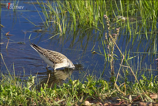 Спрятаться от фотографа