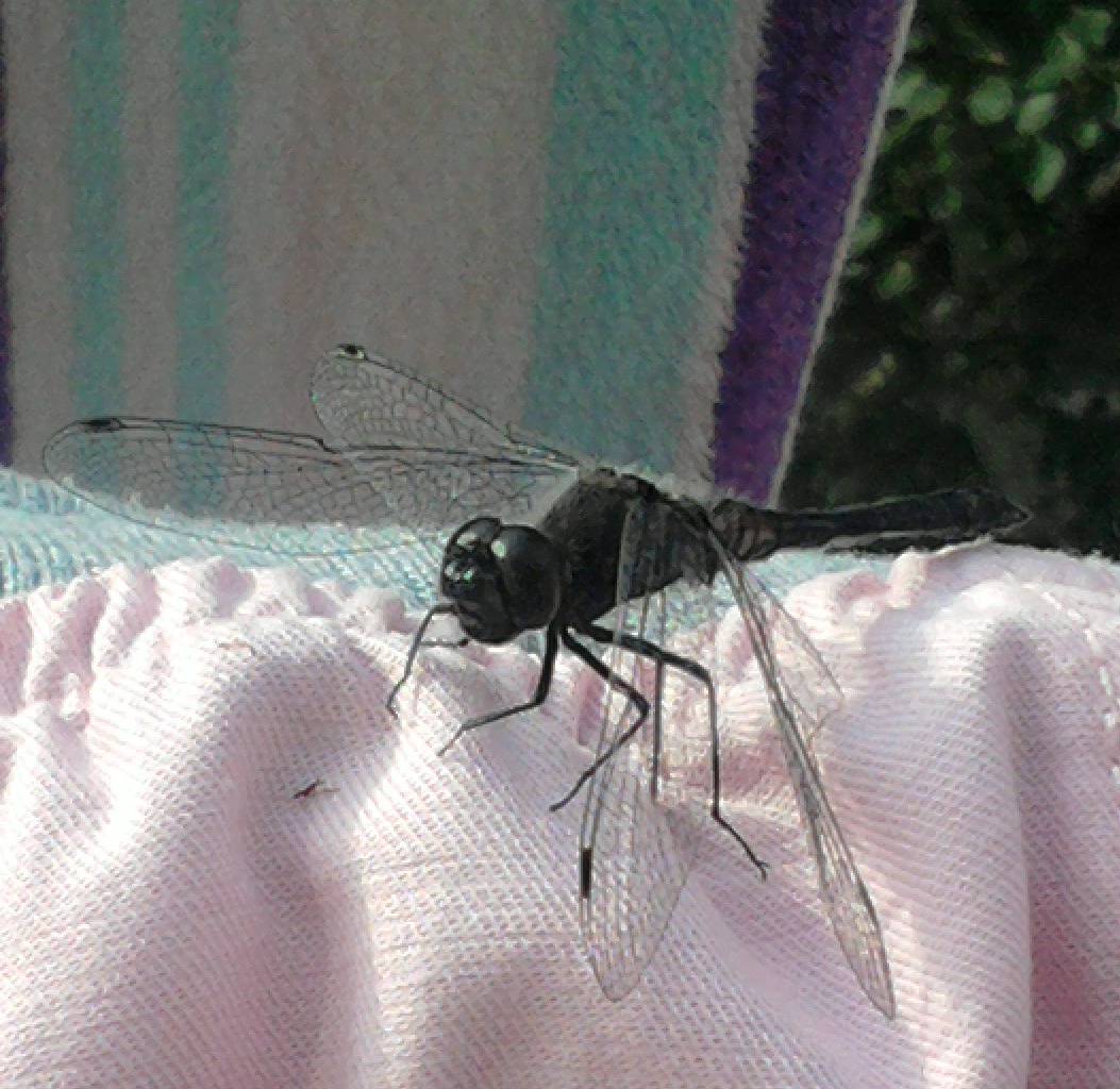 Стекоза гигант!
