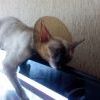 Котэ спит