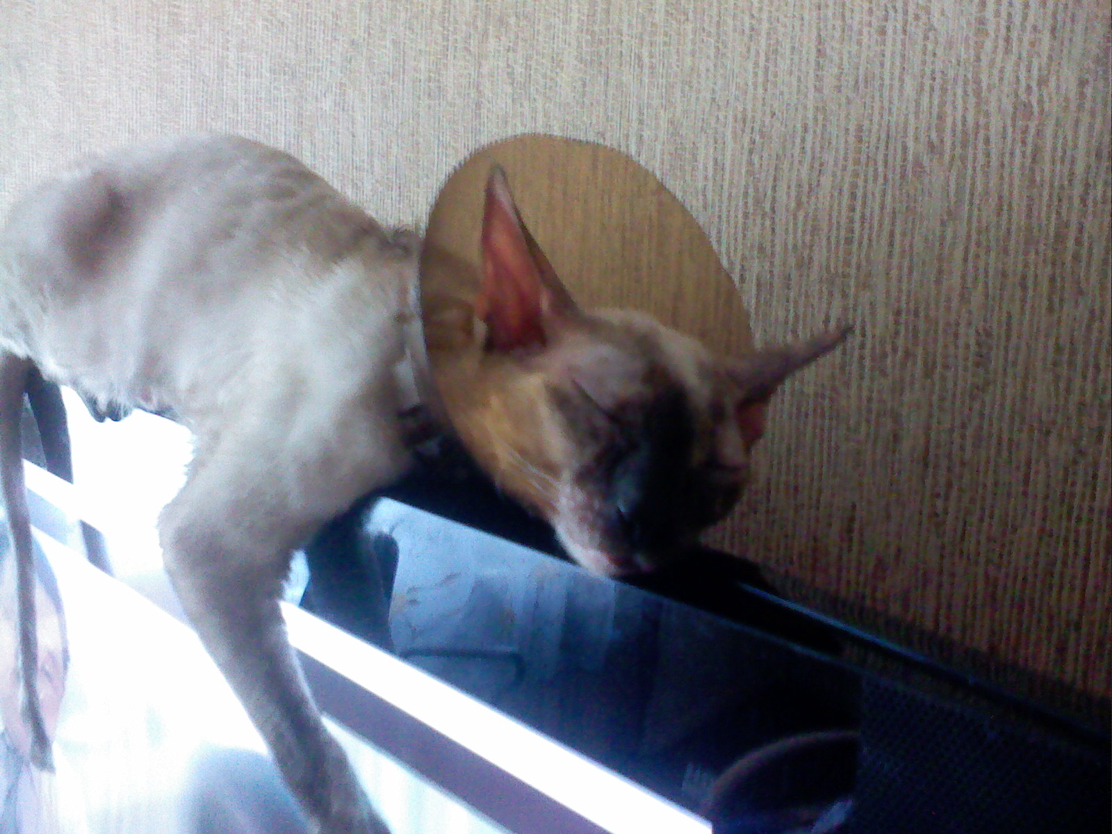Котэ спит