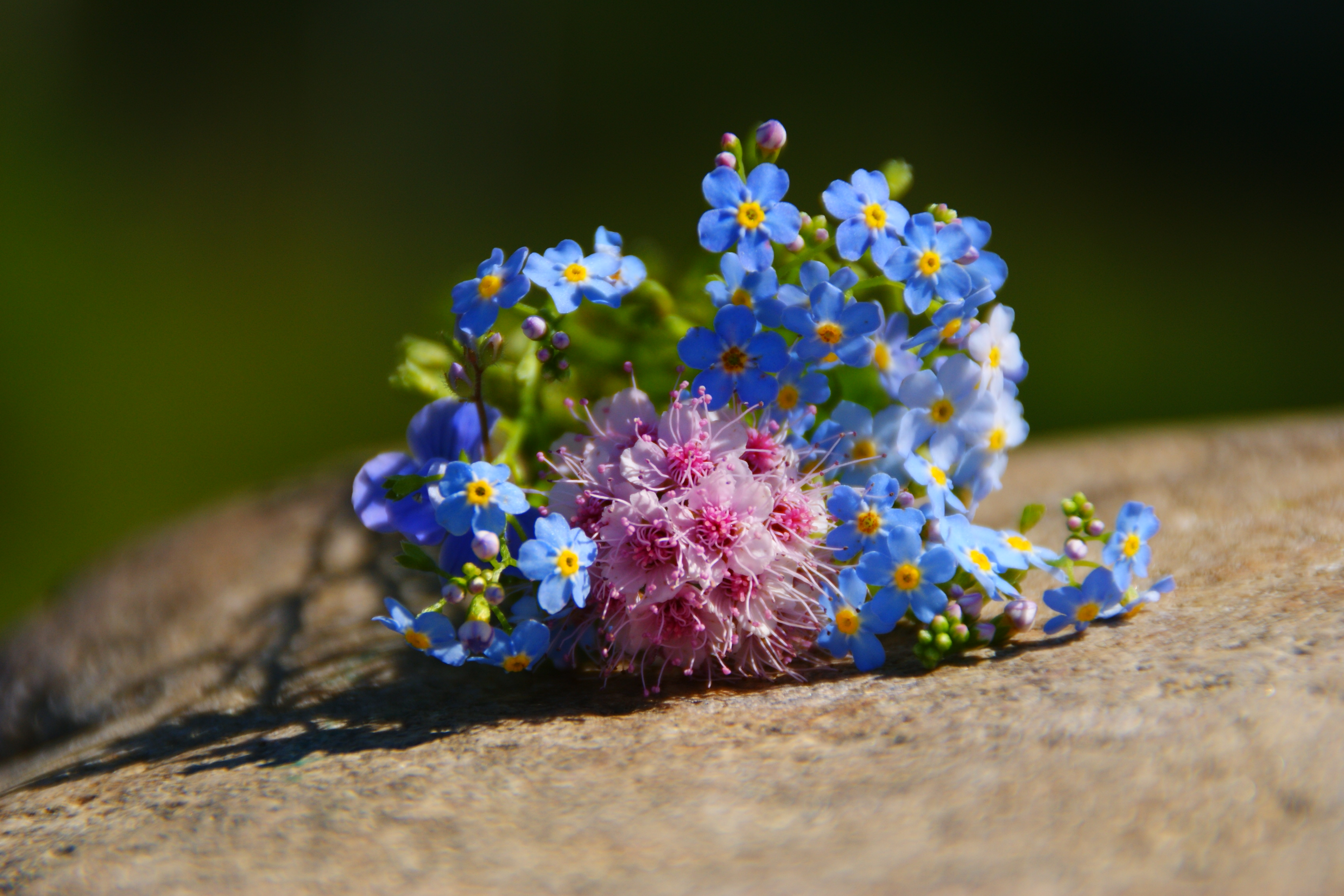 незабудки и калина