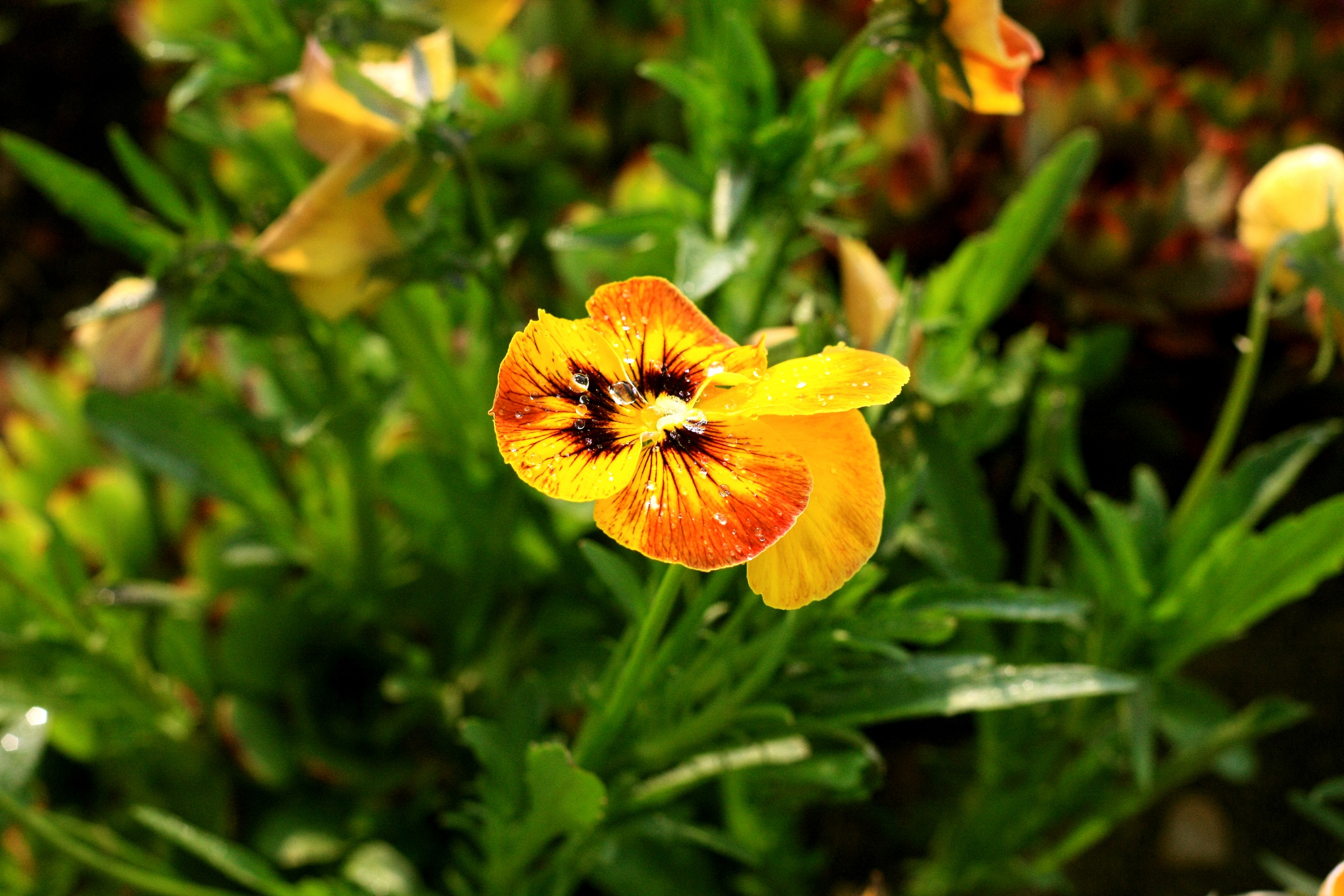 После дождя 2