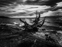 Выпускайте Кракена