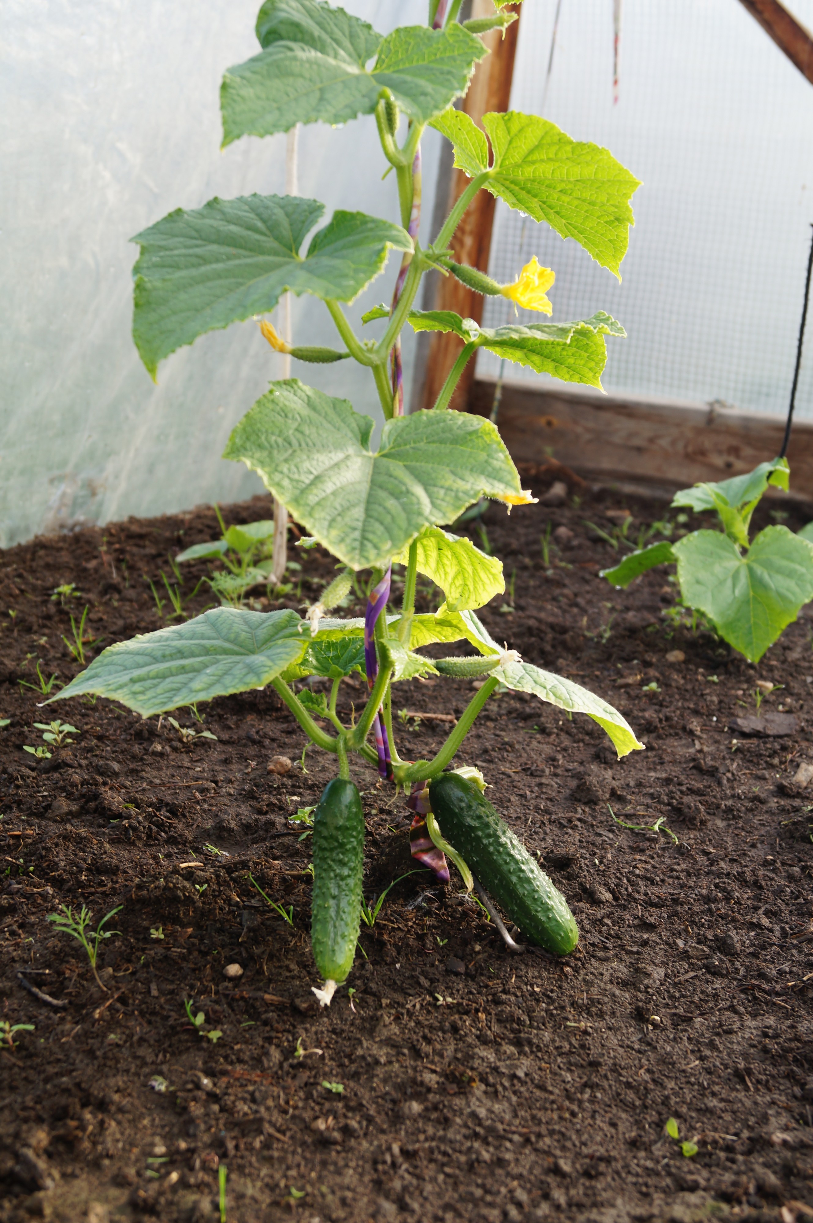 Приговорены к съедению