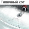 Типичный кот Типичный кот
