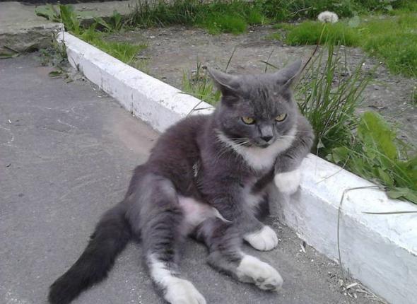 котэ