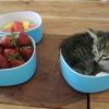 котенок котенок