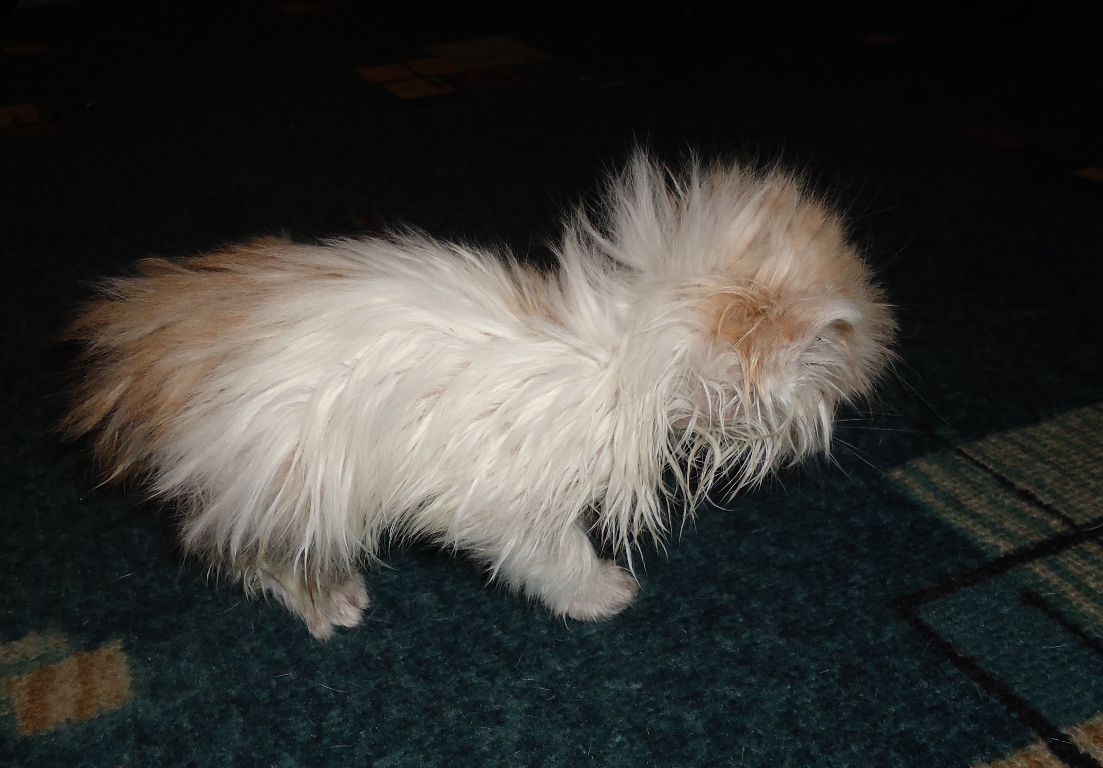 котенку нужен дом