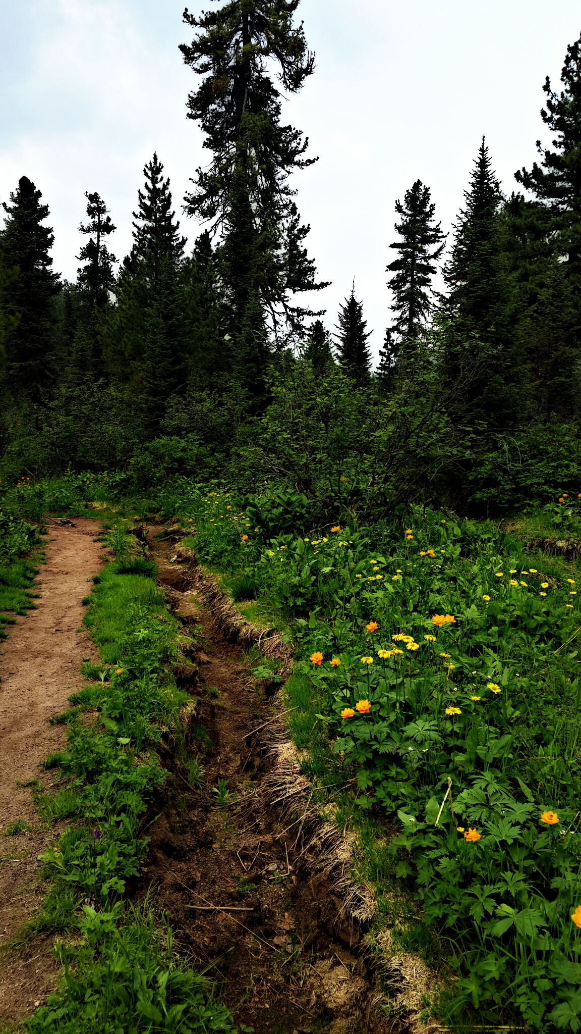 велодорожка и ливневка 