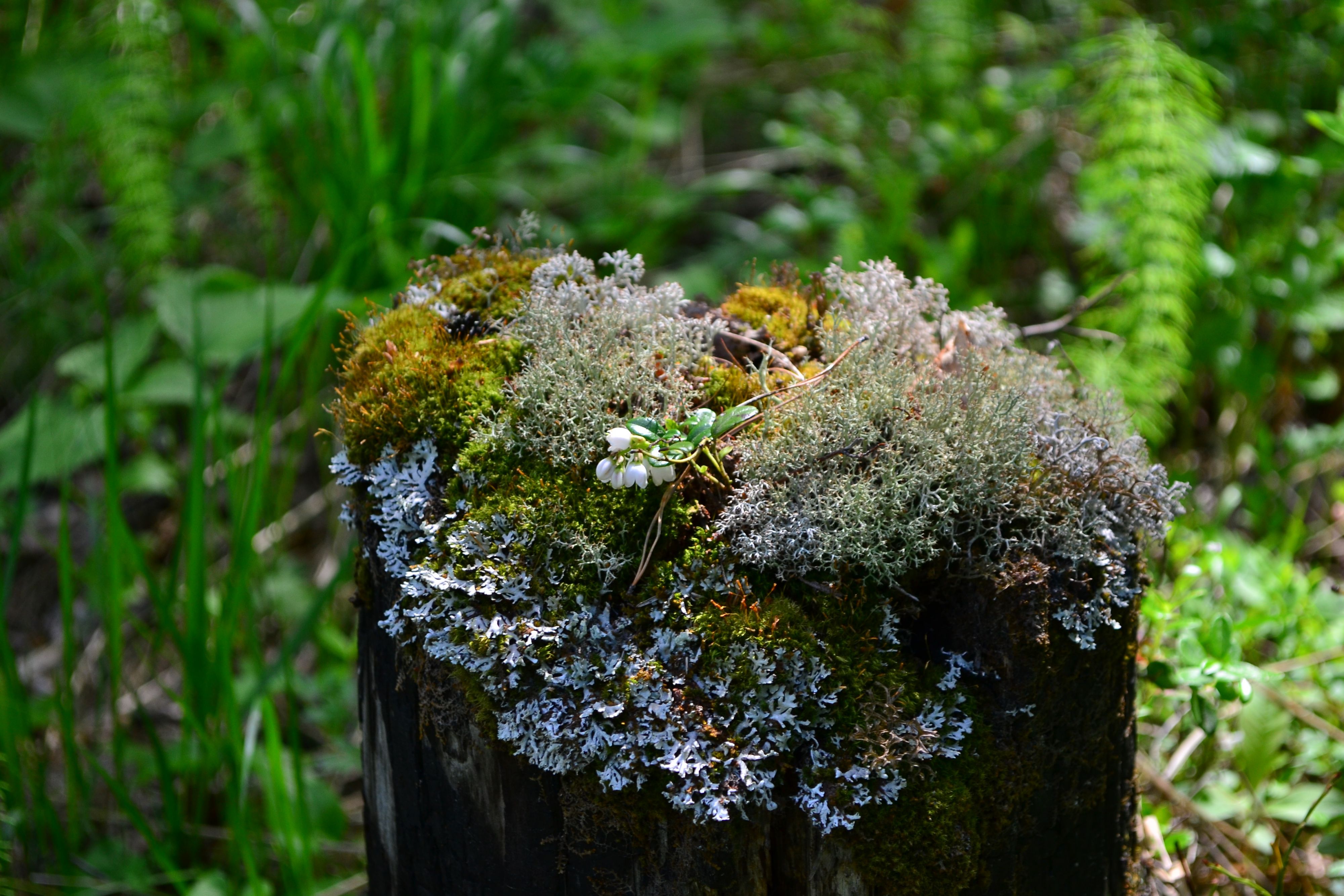 пенек расцвел