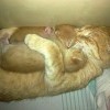 Котэ Котэ