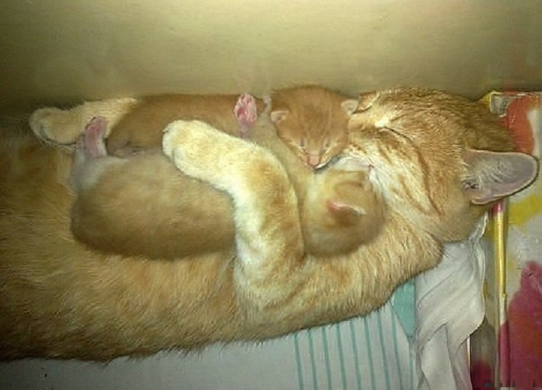 Котэ