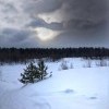 Тишина в лесу стоит Тишина в лесу стоит