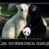 Как появились панды Как появились панды