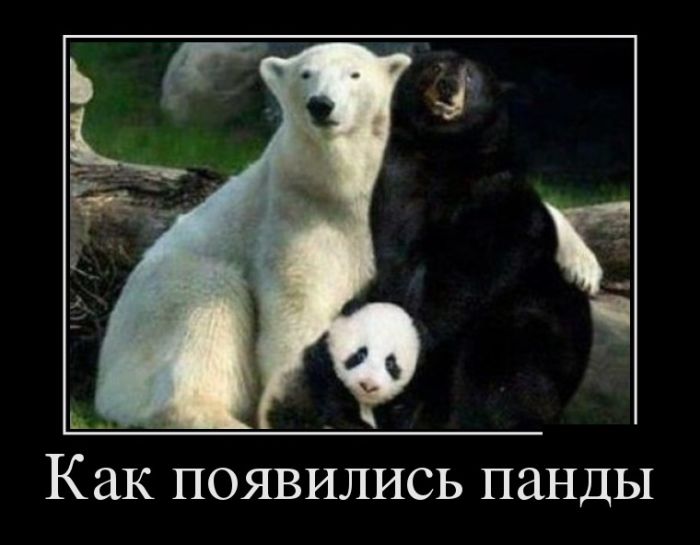 Как появились панды