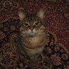 Срочно нужна помощь котику Срочно нужна помощь котику