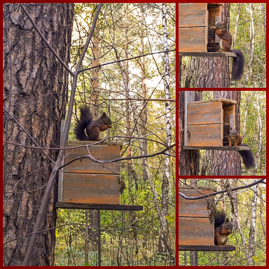 пушистохвостая фотомоделька 