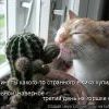 Непонятки ... Непонятки ...