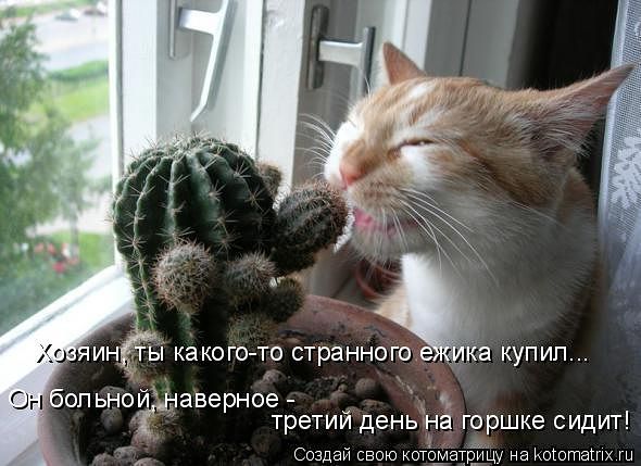 Непонятки ... 
